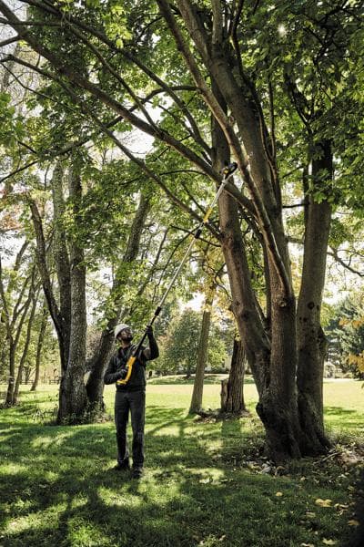 A person using a DEWALT pole saw to trim branches high up in a tree, standing outdoors in a grassy area surrounded by trees.